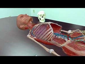 Using Augmented Reality Mode | Human Anatomy Atlas 2018