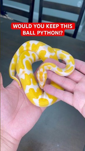 Would You KEEP This Ball Python!?