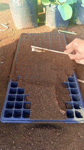 Initial preparation for planting leek seeds in seedling trays #gardening #vegetables