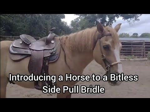 Introducing a Horse to a Side Pull Bitless Bridle