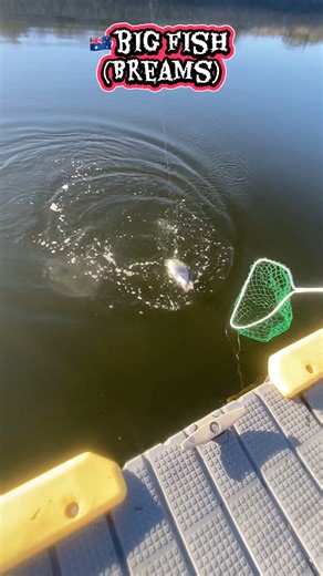 #st kilda #adelaide #short #fishing | Kimadelaide