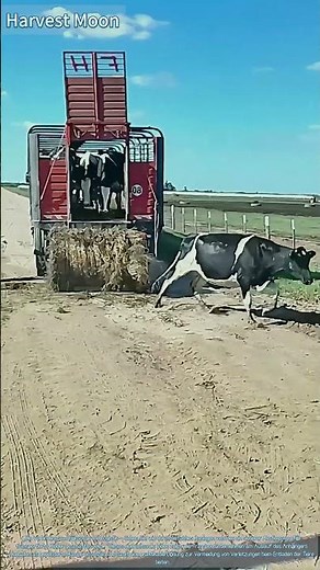 Entlade-Rampe für Vieh! Landungssystem mit Heuballen