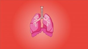 Human Anatomy Lungs Function Isolated Background Stock Footage Video (100% Royalty-free) 1069590634 | Shutterstock