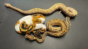 1.4K views · 30 reactions | Lots of Royal/Ball Pythons in stock  Check out our Available Livestock List on our website for a full list of what we have  #royalpython #royalpythonsofinstagram #royalpythons #royalpythonuk #royalpythonsuk #royalpythonsofig #ballpython #ballpythons #ballpythonmorphs #ballpythonbreeder #pythonregius #python #snake #snakes #reptile #reptiles | Exeter Exotics | Facebook