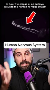 249K views · 6.9K reactions | 16 Hour Timelapse of a Developing Human Nervous System! #science #christianity #reel #reels #reaction #jesuslovesyou #anatomy | Jesse Speaks | Facebook