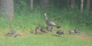 Wildlife Watch: Public asked to help with annual Turkey Brood Survey