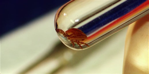 Tips to protect yourself and your pets from ticks