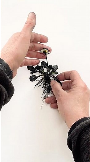 Botanical Monoprint tutorial of a daisy plant #printmaking #monoprints #contemporaryart #monoprint