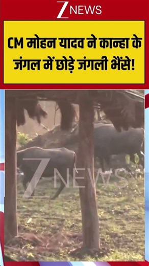 Viral Video : CM मोहन यादव ने कान्हा के जंगल में छोड़े जंगली भैंसे! | #viral #mohanyadav #mpnews