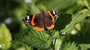 Stinging nettles for chickens.