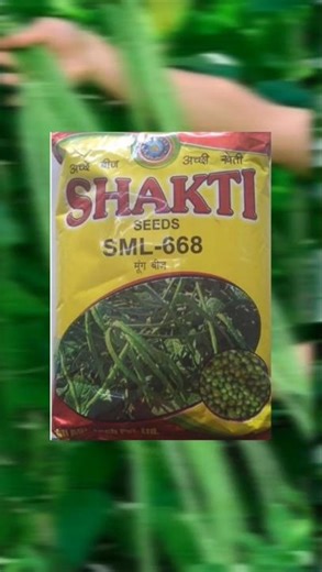 Mahine Mein Lakhon Kamaye: Moong ki Kheti ki Puri Jankari! 💰