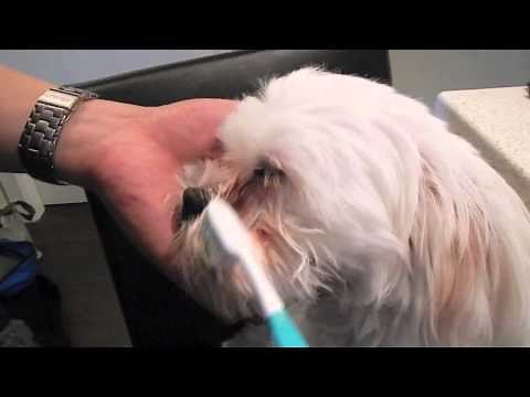 Review: Tear Stains Removal Products