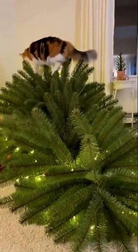 Cat vs Tree! - #funnyvideo #christmas #funny #funnyshorts #comedy #laughter #cats #catshorts #tree