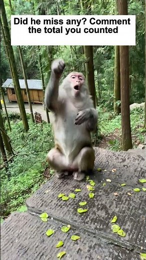 This monkey plays baseball better than most people😳