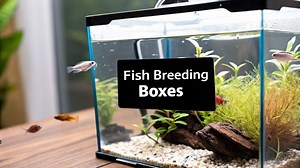 Your Complete Guide to Fish Breeding Boxes