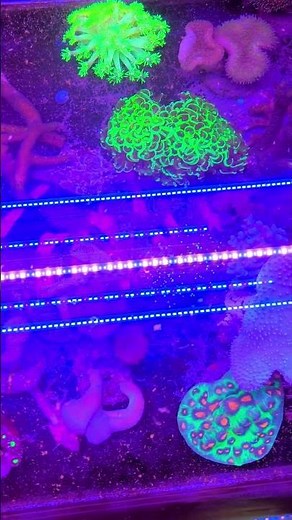HUGE CORAL SUPER ARRIVAL by Tropicalmania