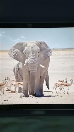 White Elephant Sound Effects