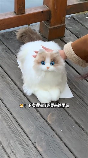 This AI-powered cat is the brainchild of a young entrepreneur, designed not just as a toy, but as an emotional companion for the younger generation. #MadeByChineseYouth #YouthInnovation #StartupGeneration #AI #PetLovers #LifelikeCat | Real Time China
