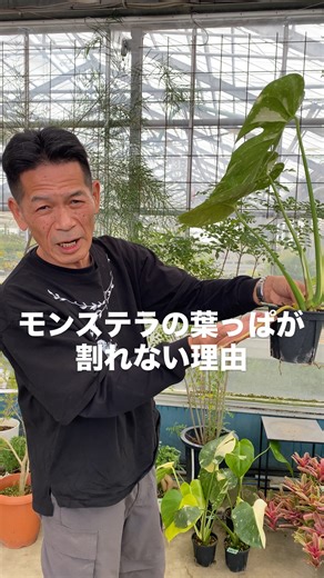 植物家族 on Instagram: "モンステラの葉っぱって何で割れないの？ とそう思ってる方も多いですよね🥺 ・モンステラは 最初は日光が当たるから割れない ・7〜8枚目以降から 日光を浴びようと割れてくる 自分で身体を作っているのが モンステラだそうです🌿 今日も勉強になったー💡という方は イイね！コメントをお願いします☺️ By もえちゃん🐣 お買い物は プロフィール欄のリンクから 植物家族オンラインショップへ YouTubeメンバーズシップも募集中です！ プロフィール欄のリンクから「開花園メンバーズクラブ」へ @shokubutu.kazoku フォローもよろしくお願いします🌿 #ガーデニング #植物のある暮らし #植物のある生活 お店は#福井県 #福井市 にあります #福井 #開花園#kaikaen"