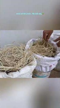 6 महीने बाद अदरक की खुदाई में जो निकला… 😱 | Ginger Growing |#shorts