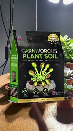 How to Keep Your Venus Flytrap Alive 🌱🪰