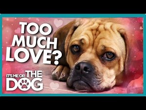 Pug & Poodle Mix is Too Loving and Too Social | It's Me or The Dog