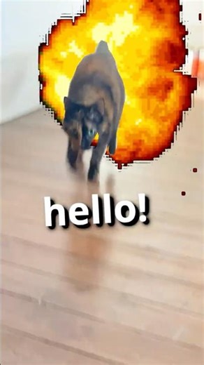 An Average Day with my Crazy Cats!