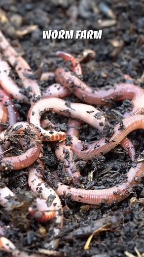 Bioactive terrarium ft. @worcesterterrariums #fyp #foryourpage #terrarium #bioactiveterrarium #indoorgarden #tiktoks #garden #nature #flowers #gardening #plants #flower #photography #naturephotography #green #love #gardenlife #summer #gardendesign #jardin #garten #beautiful #landscape #spring #photooftheday #plant #flowerstagram #gardeninspiration #home #art #instagood #plantsofinstagram #flowersofinstagram #naturelovers #macro #mygarden | GardenTime