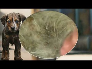 Mangoworm Removal Compilation, Rescue Dog Mangoworms, Vet Mangoworm Treatment ❤️