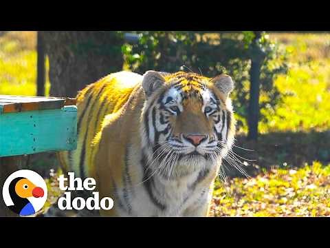 This Tiger Went From A Tiny Cage To Three Acres Of Sanctuary Freedom | The Dodo