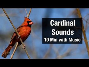 Cardinal Sounds - 10 Min with Music