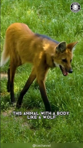Maned Wolf 🦊 The Wolf-Fox-Deer Creature!