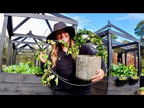 Make your own Ivy Topiary in under 5 minutes!