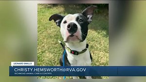 Paws for Pets: Leonard Smalls, enjoys adventures and would prefer to be an only pet