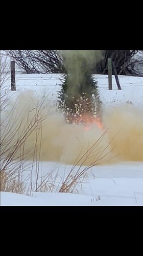 Christmas tree removal #jackass #christmastreeremoval | Jon Fisher