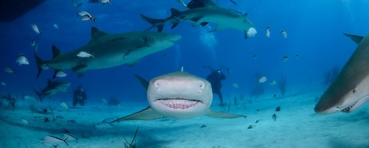 SDI & PADI Scuba diving in Playa del Carmen with Dressel