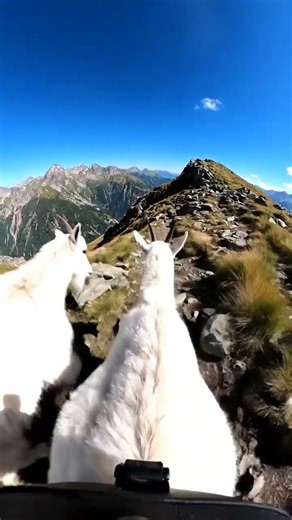 Goat with GoPro REALISTIC
