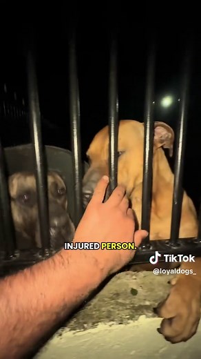When your dogs barking helps save a life | dogs barking