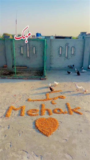 Mehak Ko Kabuter Kha Gha | LIVE Incentive Program