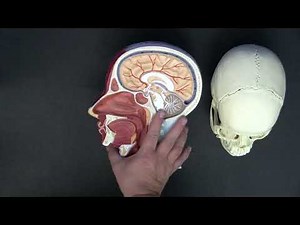Introduction to the Respiratory System 1 - Upper Respiratory Tract