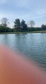 Mid golf round swim across the pond