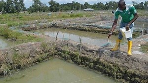 Types of Fish Pond Constructions and Designs in Nigeria