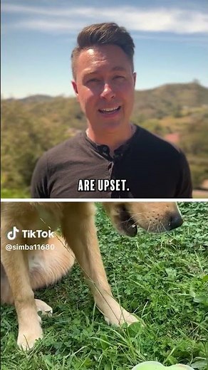 NOW YOU KNOW: Why Do Dogs Eat Grass?