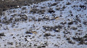 Exciting And Intense Footage Of The Prospect Peak Pack. (Answering the howls of a lone scared & separated pup at the carcass) By Waldo Montgomery | Legend Of Lamar Valley/The Valley Of Wolves