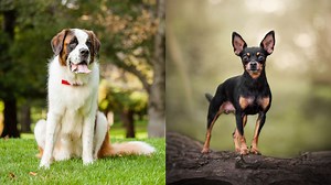 The Difference Between Species and Speciation | Britannica