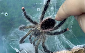 有个粉丝想踹他！说蜘蛛窝像“茅厕”乌卡利亚粉趾科普饲养视频教程