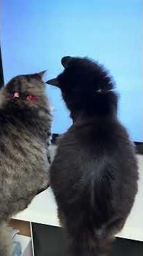 Cats watching cats movie #cat