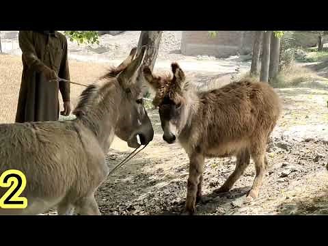 donkey mating season| donkey meet| animal all peets
