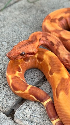 LowKeyBoas on Instagram: "Killer 25 VPI T+ Sunglow Blood 66% Leopard girl. More I look at her there’s something about that pattern I really really like. Please prove 🤣🤣🤣 BLESSED 🙏🏾 #boaconstrictorimperator #boasofinstagram #boaconstrictorsofinstagram"