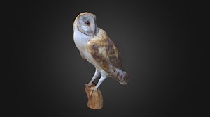 Common Barn Owl - Download Free 3D model by Innovation Studio (@cmp_innovation_studio)